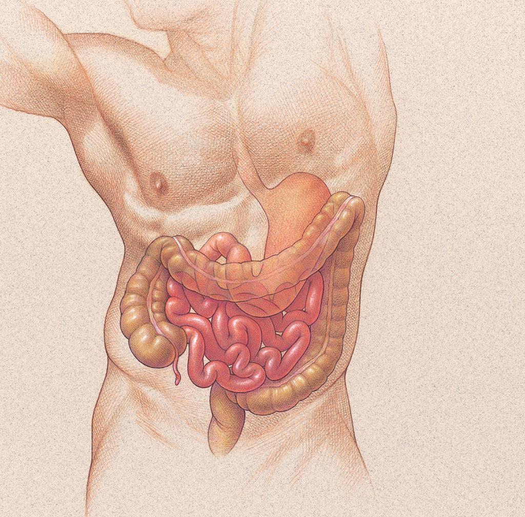 16 The Digestive System Oesophagus Diaphragm Spleen Liver Stomach Gallbladder