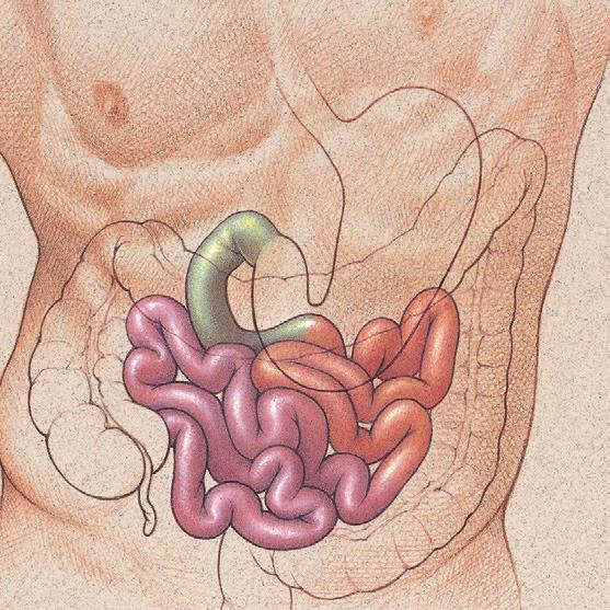 2 About Your Loop Ileostomy The small intestine. The gastrointestinal (GI) system When you chew your food and swallow it, the food goes down your oesophagus into your stomach.