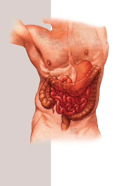 Oesophagus Stomach Colon Small Intestine Rectum Anus The human digestive system When you chew your food and swallow it, your food goes down your oesophagus into your stomach.