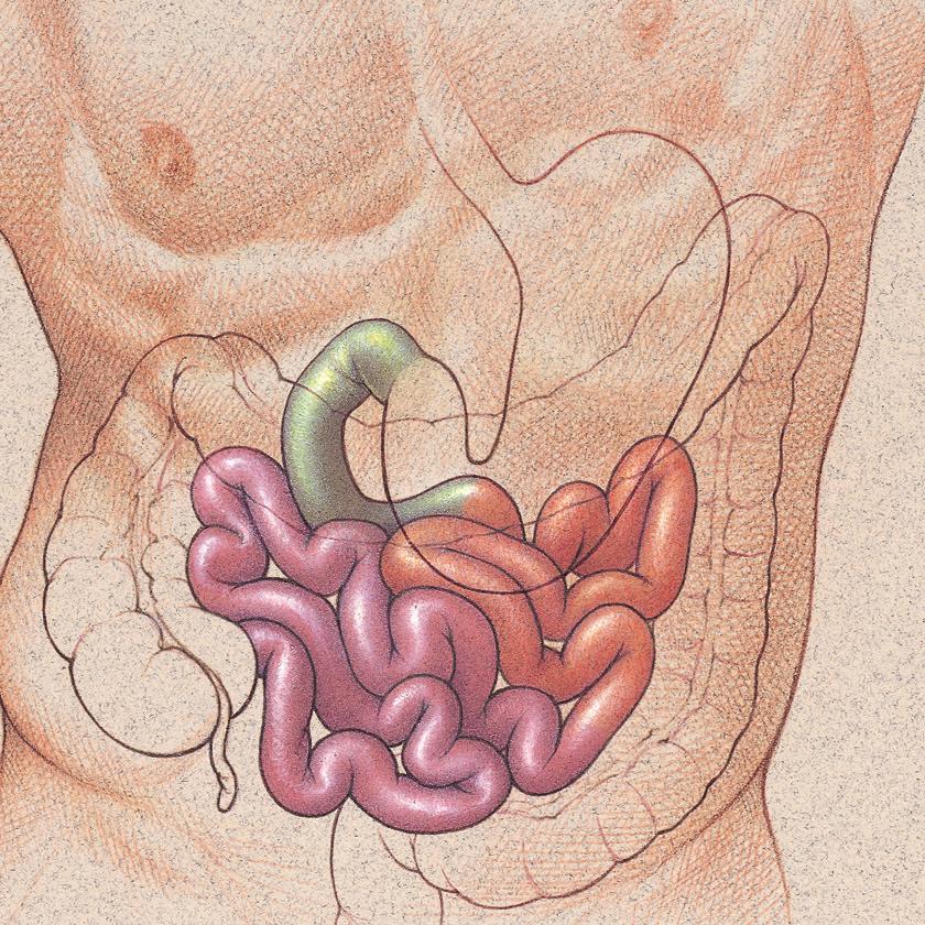 2 About Your Ileostomy The small intestine.