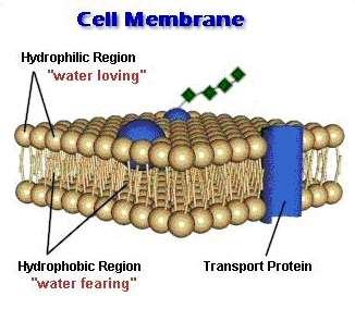 Cell Membrane Other notes: Made of two layers of