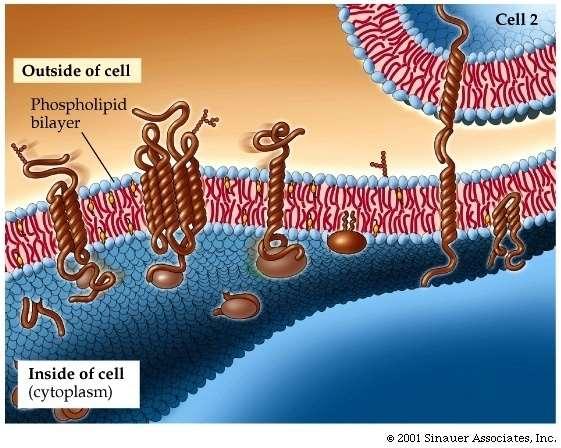 Cell Membrane (Also