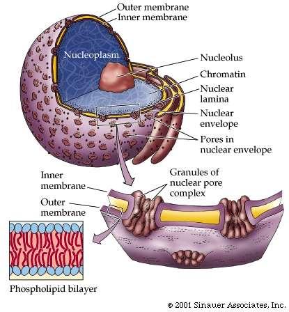 Nucleolus