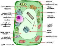 Two Main Types of Cells Prokaryotic No nucleus or membranebound organelles Ex: bacterial