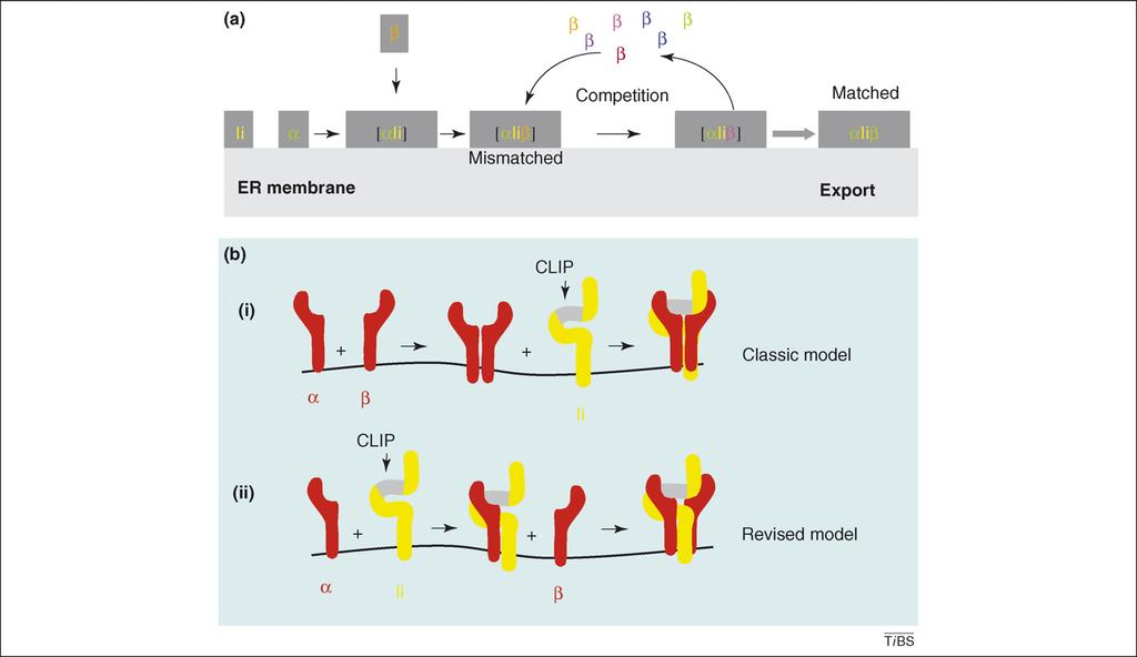 Opinion TRENDS in Biochemical Sciences Vol.32 No.12 535 Figure 3. Models for the assembly of MHCII subunits with Ii. A single APC expresses up to 11 a- and b-subunits of various allo- and isotypes.