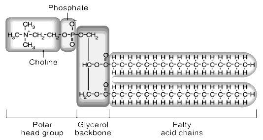 B. Phospholipid = Glycerol + 2 Fatty acid + 1 Phosphate Molecule Quantity Component Polarity