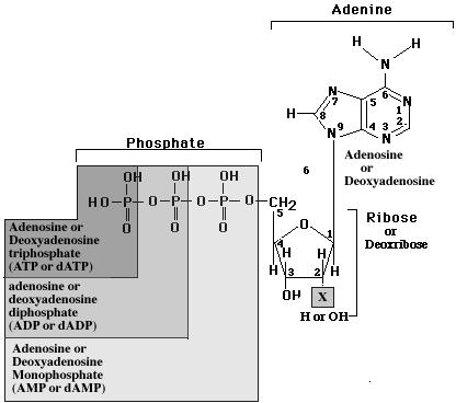 = name of sugar + name of base + number of phosphates = name of nucleoside + number of phosphates Base Nucleoside (ribose) Nucleoside (deoxyribose) A G C T U Practice: Provide the full and