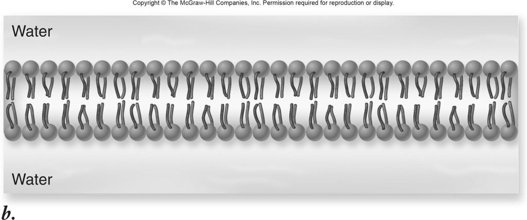 Phospholipid bilayer more complicated structure where 2 layers form