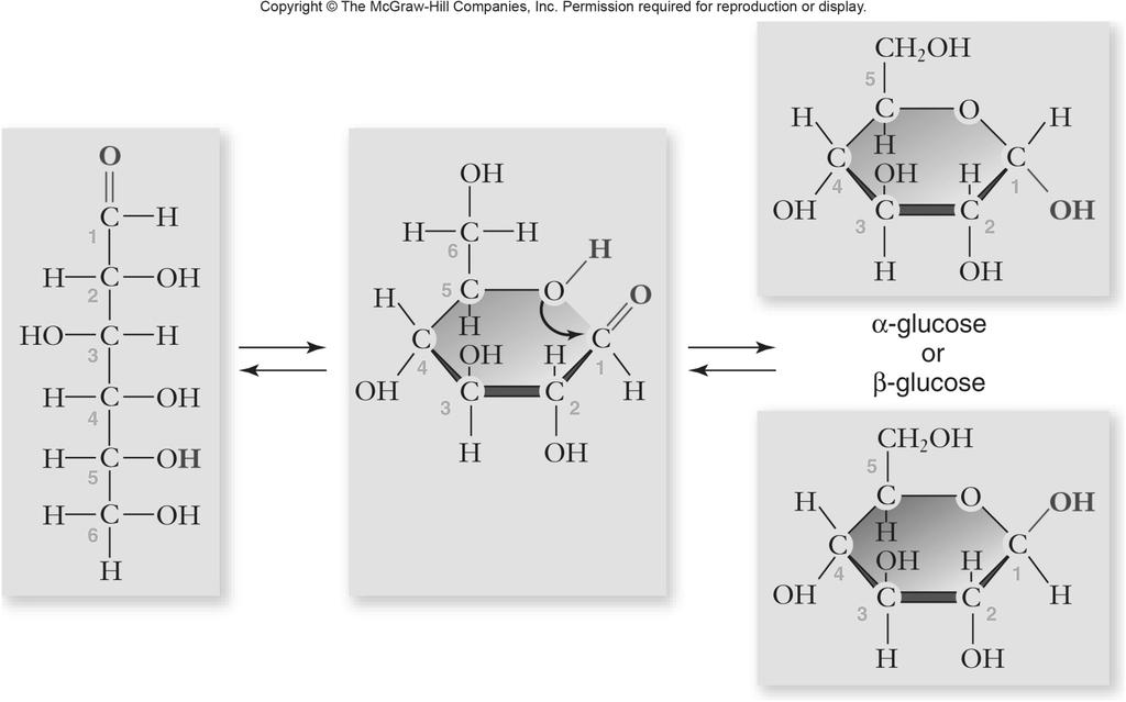 Monosaccharides Simplest carbohydrate 6 carbon sugars play important
