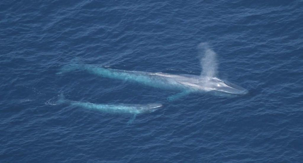 Photo 1. Blue whale mother/calf pair followed for a focal session described in the text. Photographed 24 May 2013 by D. Steckler under NMFS permit 14451. Table 1.