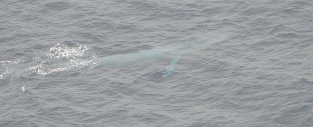 Photo 2. Blue whale.