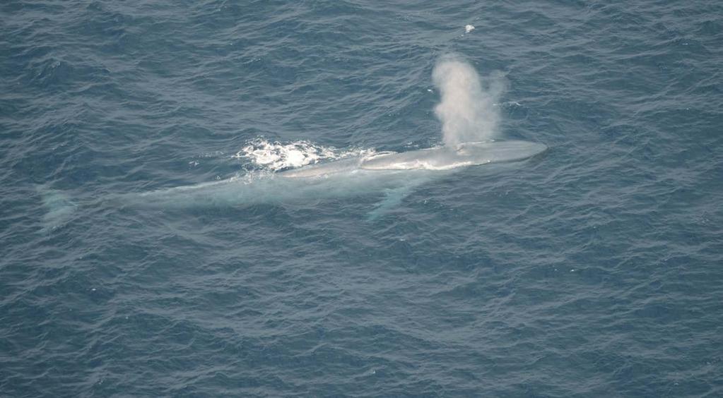 Photo 3. Blue whale.