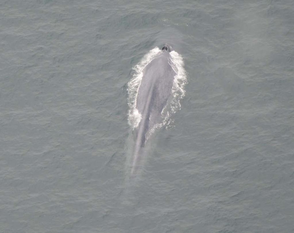 Photo 5. Blue whale.