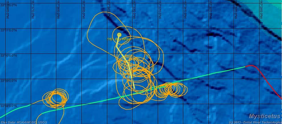 Figure 3. Track (yellow line) of blue whale (Photo 5) sighted at 13:19 on 25 July 2013 (red triangle in Figure 1). The orange lines are those of the plane during the focal follow.