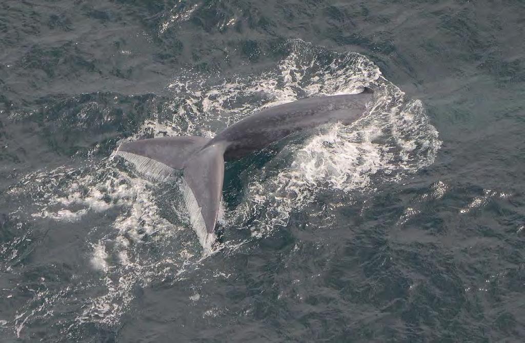 Photo 6. A blue whale fluking-out before a prolonged dive.