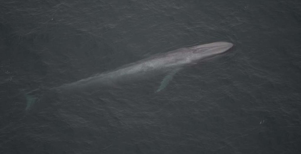Photo 7. Blue whale (Same group as photo 6). Photographed 26 July 2013 at 12:22 by D.