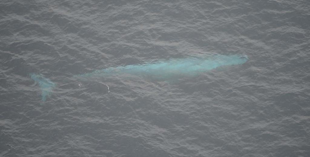 Photo 8. Blue whale. Photographed 28 July 2013 at 12:22 by B. Würsig under NMFS permit 14451.