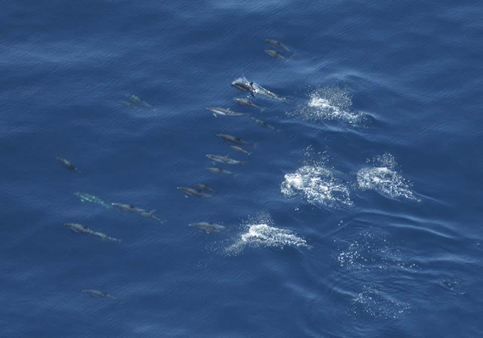 FinalTechnical Report Photo 12. Nursery subgroup of common dolphin sp.