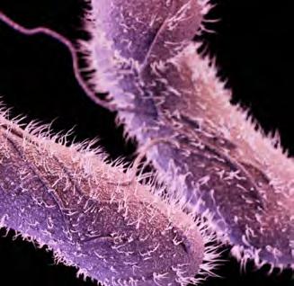 Background Salmonella According to the Centers for Disease Control and Prevention (CDC), Salmonella bacteria can cause illness in humans salmonellosis.