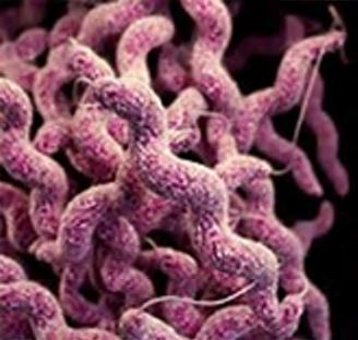 Campylobacter According to the Centers for Disease Control and Prevention (CDC), Campylobacter bacteria can cause illness in humans campylobacteriosis.