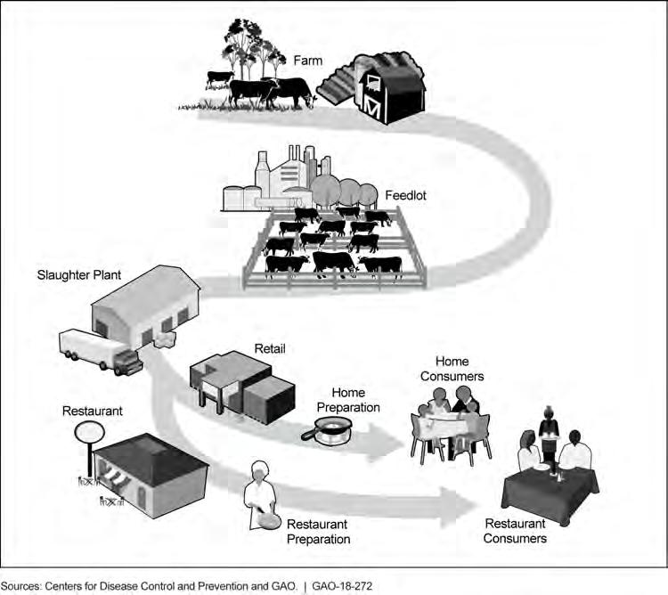 Figure 2: Example of Farm-to-Table Continuum for Beef Note: According to the U.S. Department of Agriculture, conventional beef production includes placing cattle on feedlots.