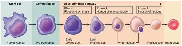 Erythropoiesis* Ertyhropoiesis begins when a stem cell is transformed into a proerythroblast. Proerythroblast is the first cell belonging to red blood series.