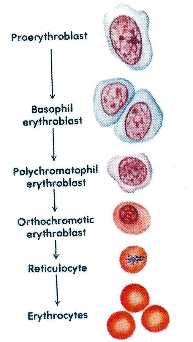 Stages of RBC Maturation* Committed stem cell Proerythroblast Erythroblast Reticulocyte Mature RBC The last stage of development is called reticulocytes which do not contain nucleus and the