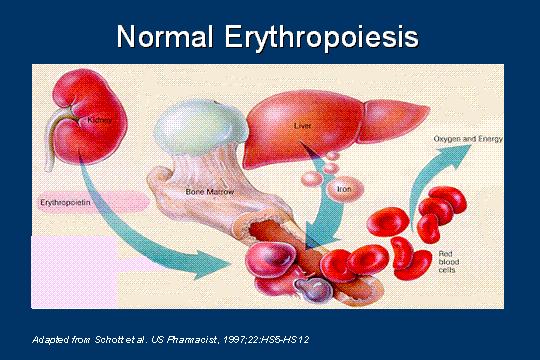 Erythropoietin production and effects ***Produced by the tubular epithelial cells in kidney and hepatocytes in the
