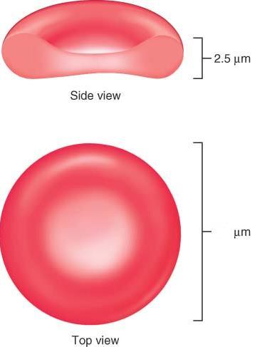 Structural characteristics Its small size and biconcave shape provides more surface area than other spherical cells. Why is this important?