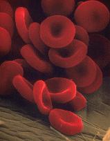 Erythrocytes / Red blood cells Biconcave discs, mean diameter ~7.8 µm and thickness of 2.5 / 1 µm Typical concentration is 4.7+/- 0.3 million per cubic mm (µl) in females and 5.2+/- 0.