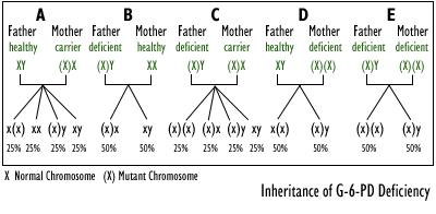 Introduction G6PD deficiency is an inherited X-linked