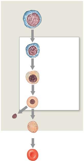 5. Stages in RBC Maturation: Stem cells in red bone marrow Martini, Fig. 19-5 Openstax, Fig. 18.4 6. Regulation of Erythropoiesis 6a.
