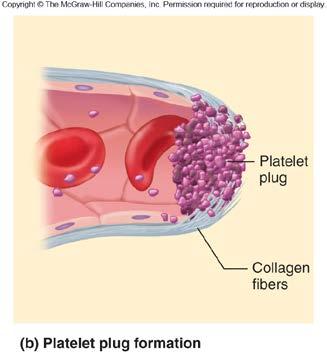 2bii. Platelet plug releases chemicals promoting 2biii. Platelet plug helps 2c.