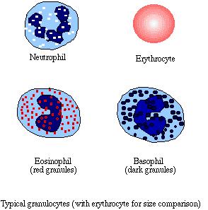 5. There are 5 types of white blood cells, classified according to the presence or absence of granules: three WBCS are granulocytes and two are agranulocytes.