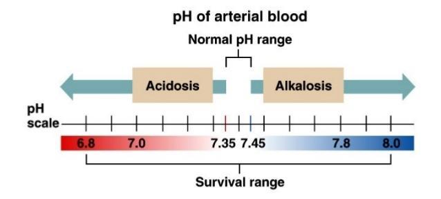 Blood Plasma ph: Normal range of 7.35-7.