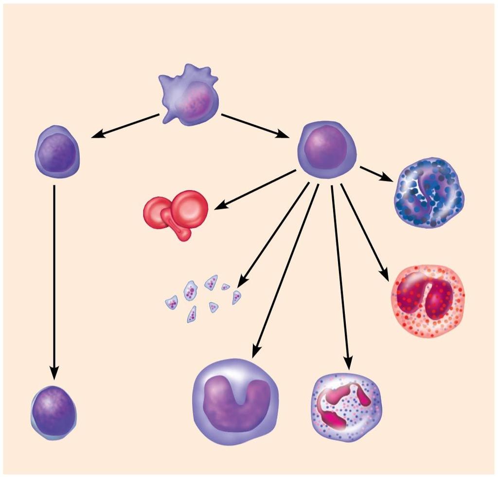 All Blood Cells come from a Hemocytoblast (simplified) Lymphoid