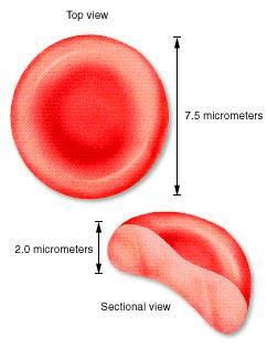 Erythrocytes (Red Blood Cells) Main function is to carry oxygen Anatomy Biconcave disks Essentially bags of hemoglobin Anucleate (no nucleus)