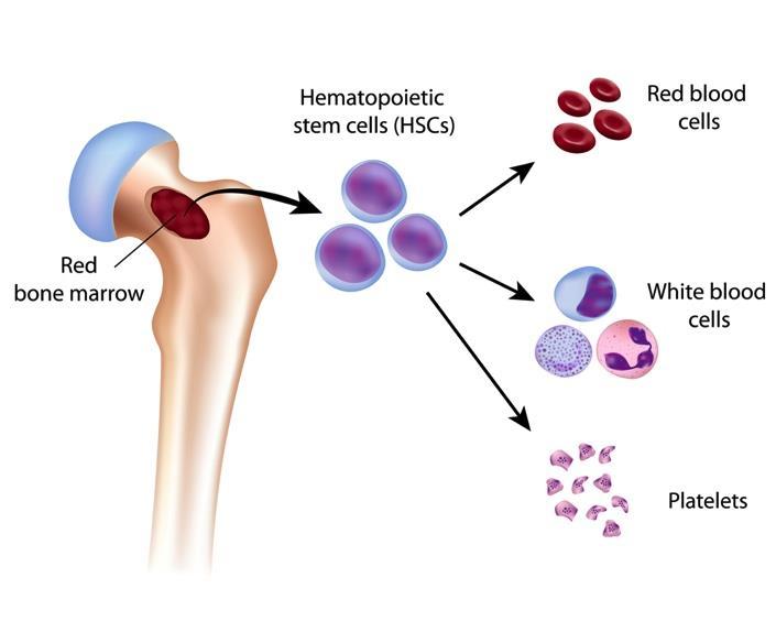 Hematopoiesis: Blood Cell Formation Occurs in red bone marrow