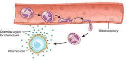 Leukocytes (white blood cells) Crucial in body s defense against disease Movement Diapedesis - moving into and out of blood