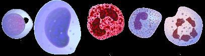 2 Types of Leukocytes Granulocytes Granules in their