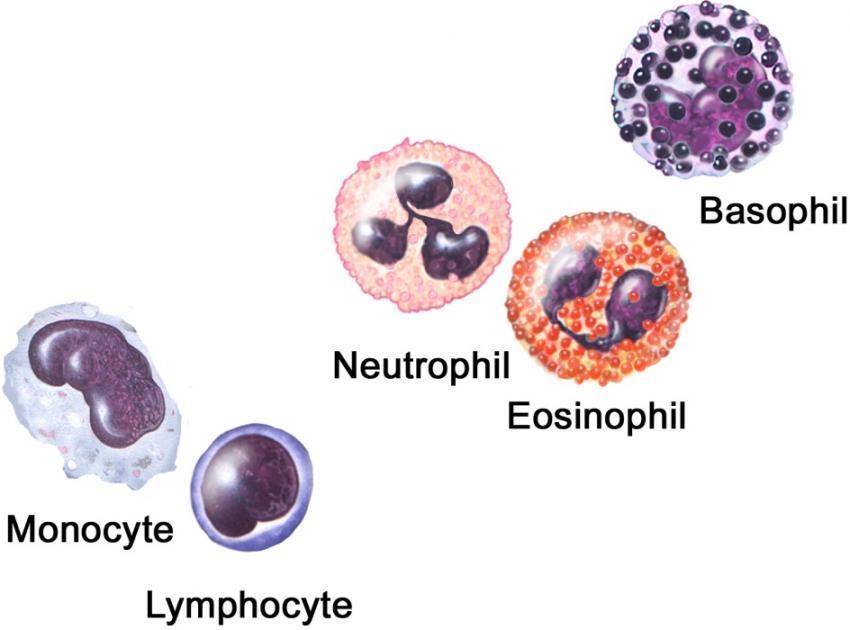 Recognizing Leukocytes: