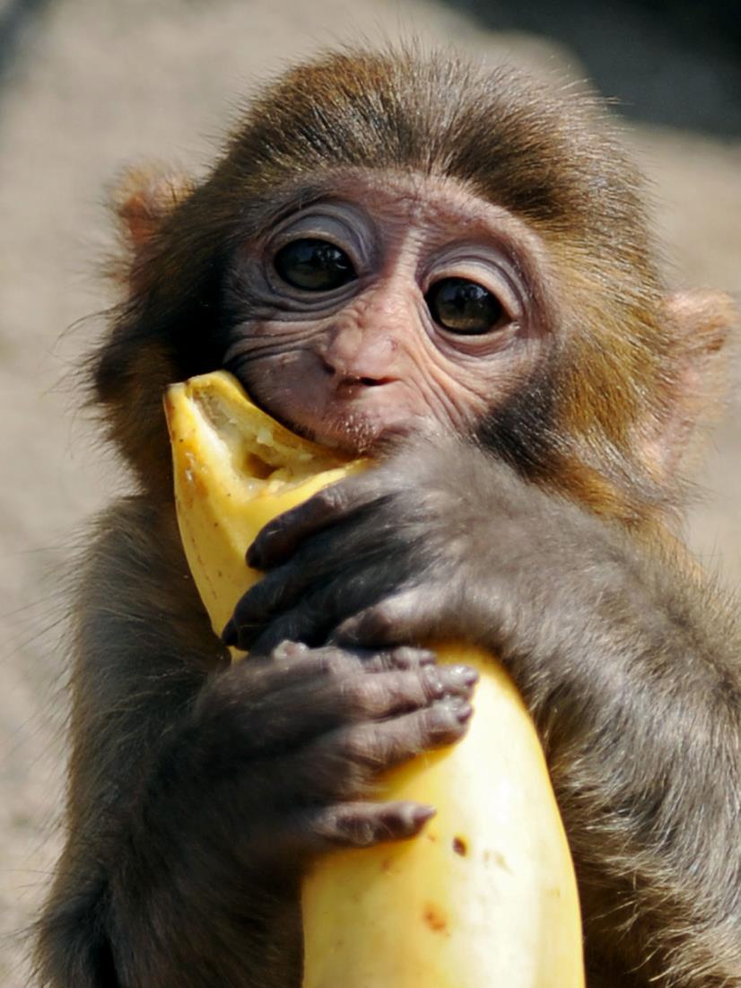 Never Let Monkeys Eat Bananas!