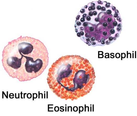 Neutrophils Function as phagocytes at active sites of infection Numbers increase during infection 3,000 7,000 neutrophils per ml of blood Eosinophils Kill parasitic worms and play a