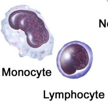 Lymphocytes Immune response B lymphocytes produce antibodies T lymphocytes fight tumors and viruses 1,500 3,000 lymphocytes in a cubic