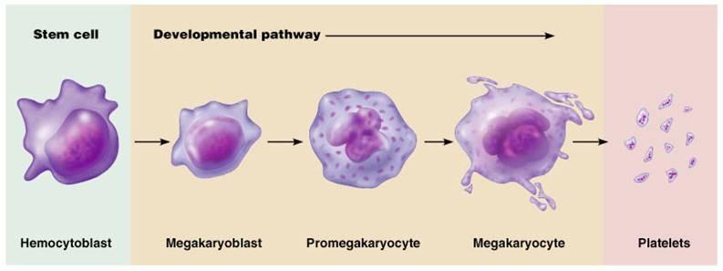 Platelets Derived from ruptured multinucleate cells (megakaryocyte) Needed for the clotting process