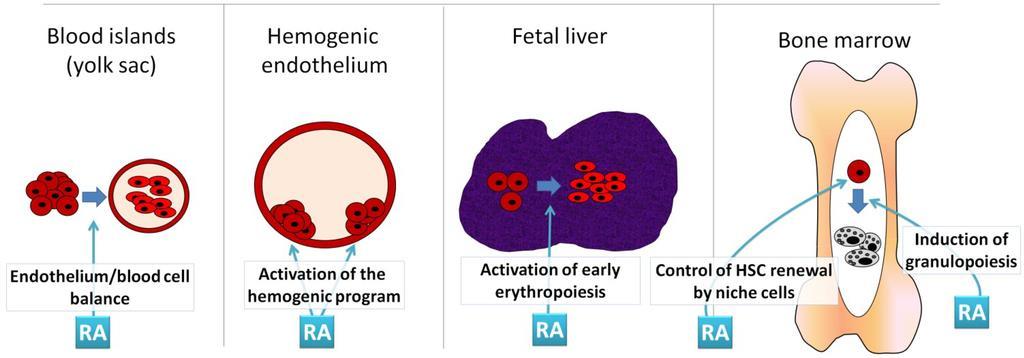Developmental Aspects of Blood Sites of blood cell formation in fetus Fetal liver and spleen