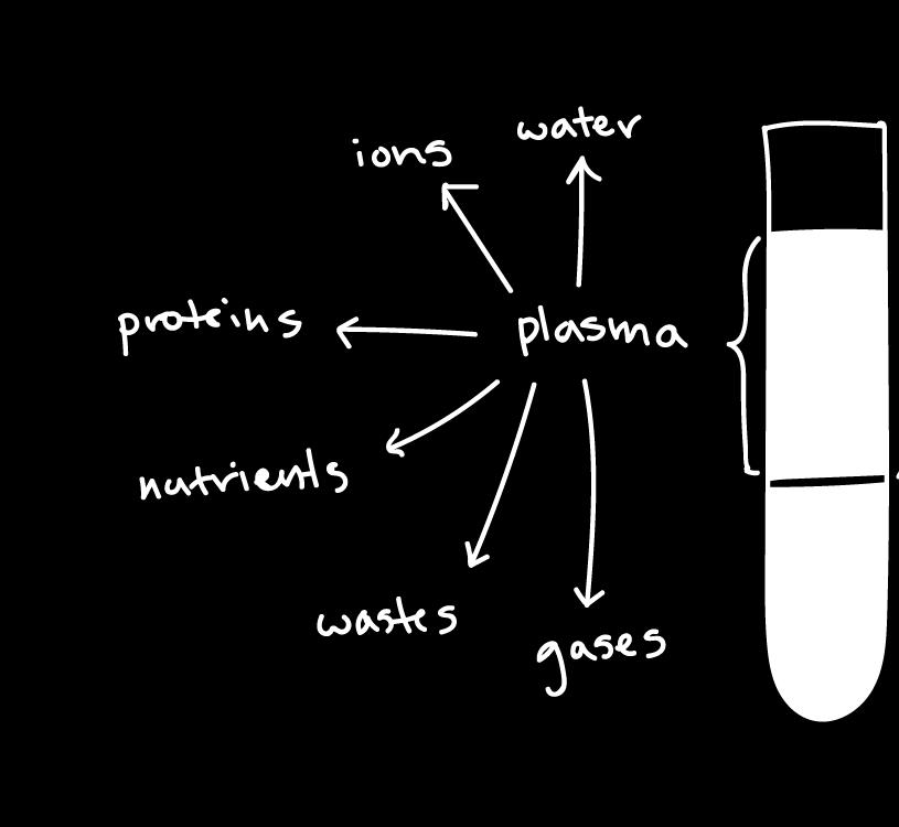 Blood Plasma Composed of ~90% water Includes many dissolved substances: