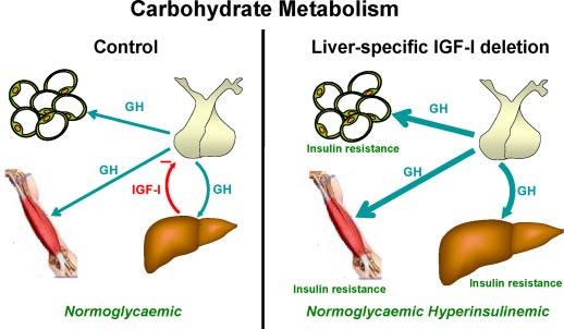 Endocrine Reviews, August 2009, 30(5):494 535 edrv.endojournals.org 511 FIG. 6. Effects of depletion of liver IGF-I on carbohydrate metabolism.