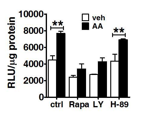 About the mechanism in vitro HepG2 cells co-transfected with ERE-Luc reporter and ER IN PROGRESS Rapa: Rapamycin Ly: Ly294002
