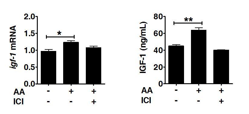 Circulating IGF-1 levels in vivo - Gavage to ERE-Luc mice CONCLUSIONS: 1.